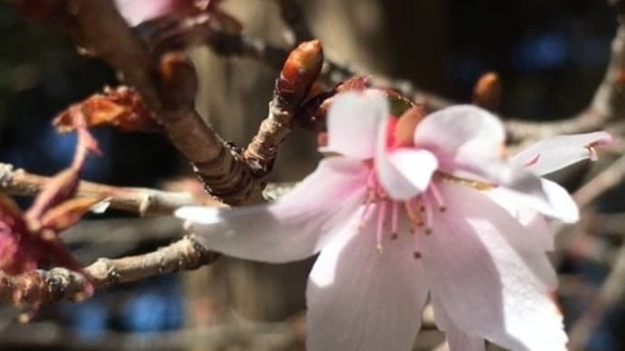 大宮八幡宮の早咲きの桜・・・