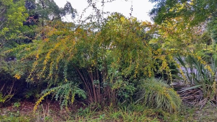 ハギ:シロバナハギー紅葉が始まり