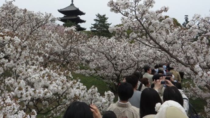 京都の春は御室桜でしめる＿仁和寺でまもまく満開