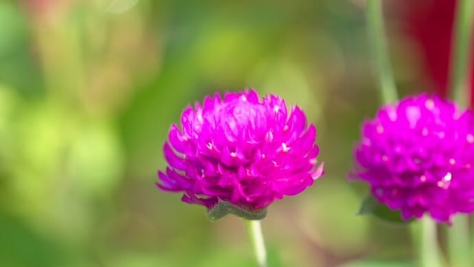 誕生花 のブログ記事一覧 Aiグッチ のつぶやき 誕生花 のブログ記事一覧 Aiグッチ のつぶやき