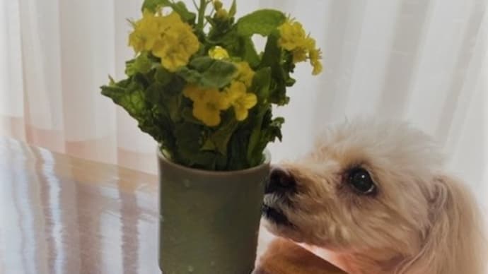 菜の花