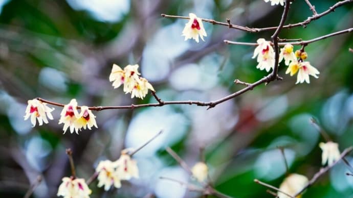 ロウバイ、ユキヤナギとセツブンソウ(板橋区立赤塚植物園 2025.2.2撮影)