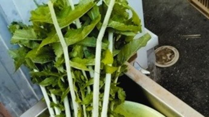 旬の漬物 「大根の切り漬け」
