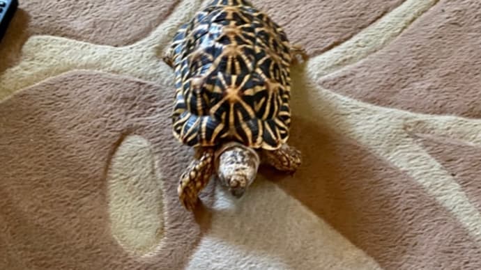 ☆ホシガメ☆いつもの場所にピットイン……シタタタッ ヘ(*¨)ノ