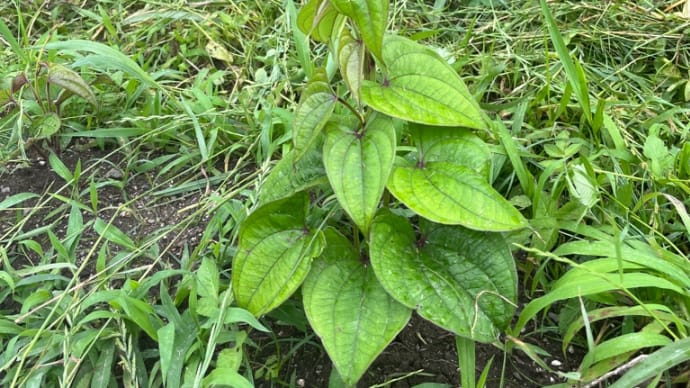 大和芋、出揃う