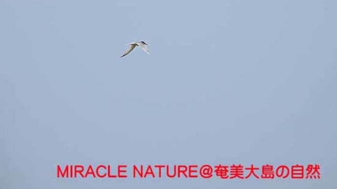 大瀬海岸の鳥見:コアジサシ確認!