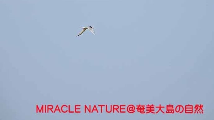 大瀬海岸の鳥見：コアジサシ確認！