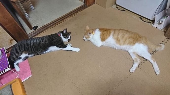 10月6日(水) 猫の麦とごまの日常日記
