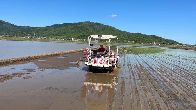 常陸小田米の田植えが本格スタートしました