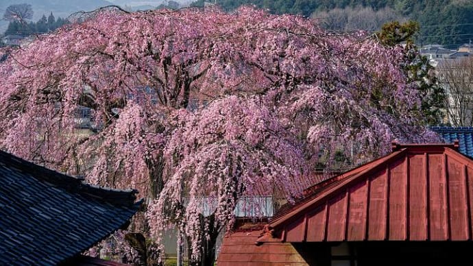 東昌寺の枝垂桜