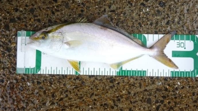鹿島港中央埠頭、青物釣り