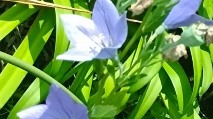 秋の花・華コレクション2024 今年も七草 ききょうさんはどうしてる?