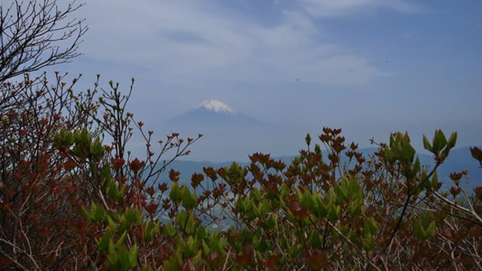 神山登山~箱根アカバナヒメイワカガミ⑤終(回想)