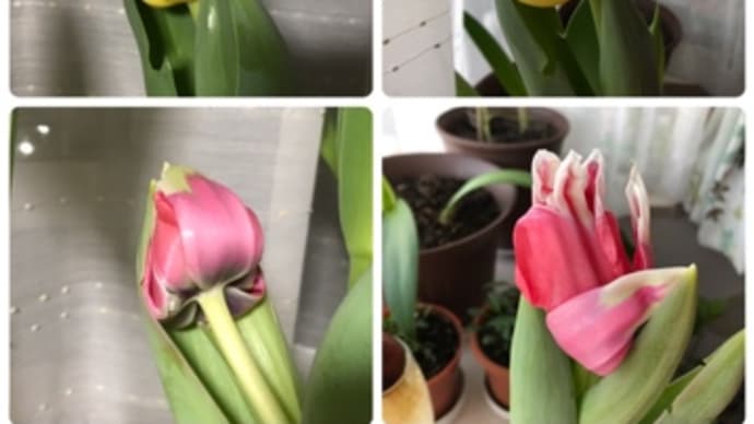 咲いた♪咲いた♫チューリップの花が🌷