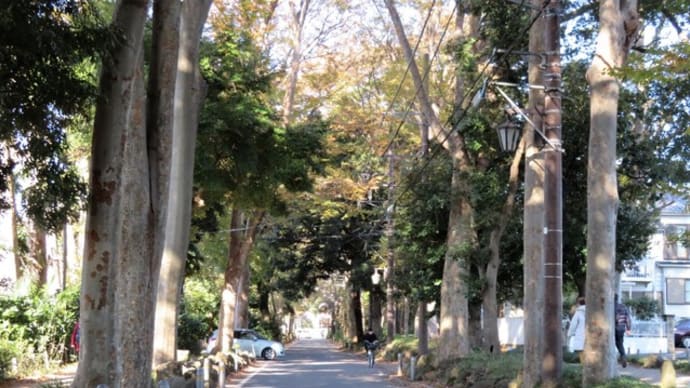 本土寺の紅葉①