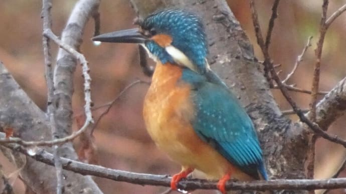 雨でも元気な鳥たち(24.1.21)