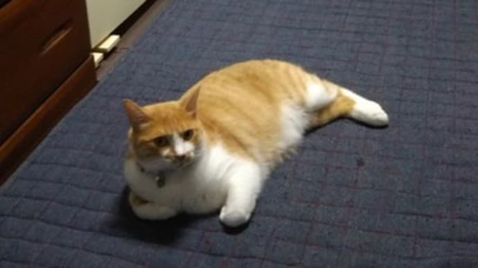 今朝のトラちゃんとミコちゃんでーす❗️