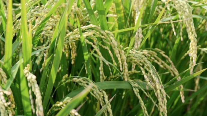 遺伝子組換コメ登場か?