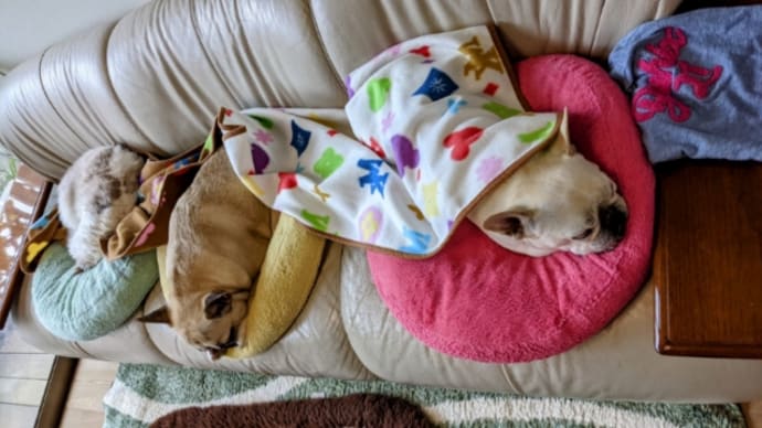 犬猫占領ソファーと後半のお弁当。