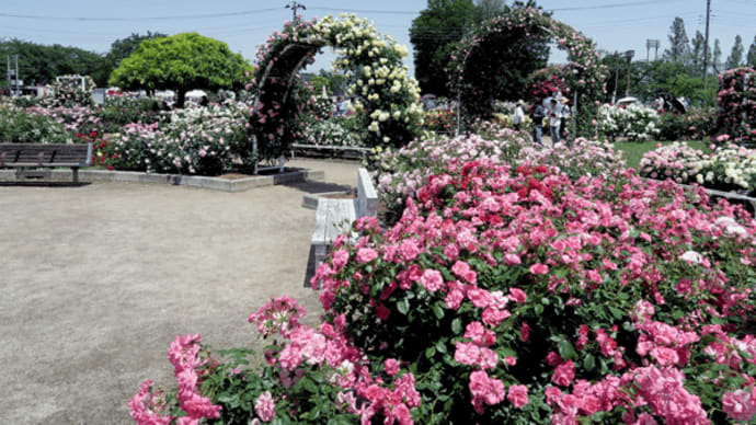 伊奈町制施行記念公園バラ園 2024/5/17