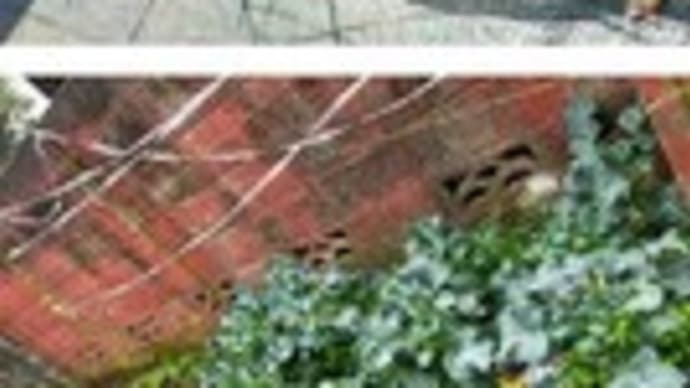 ブロッコリーの側花蕾が出来ていた!