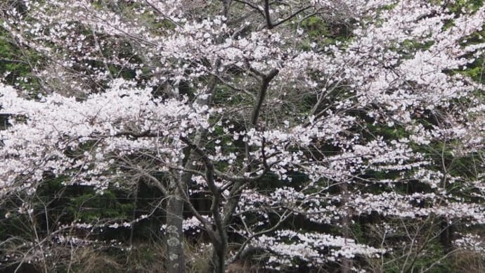 北本妙寺林道から桜咲く小萩園周回