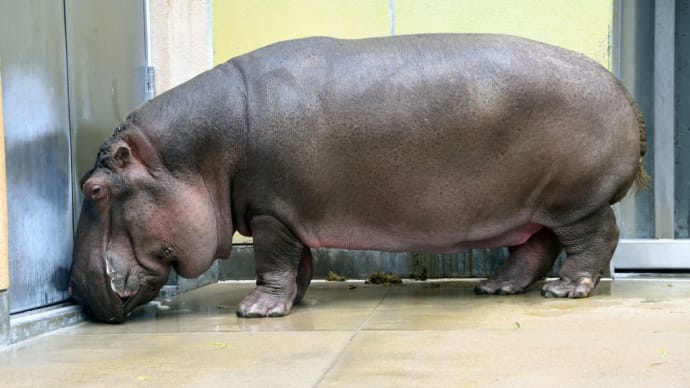 カバさんとレッサーパンダさんはちょっと離れた所に