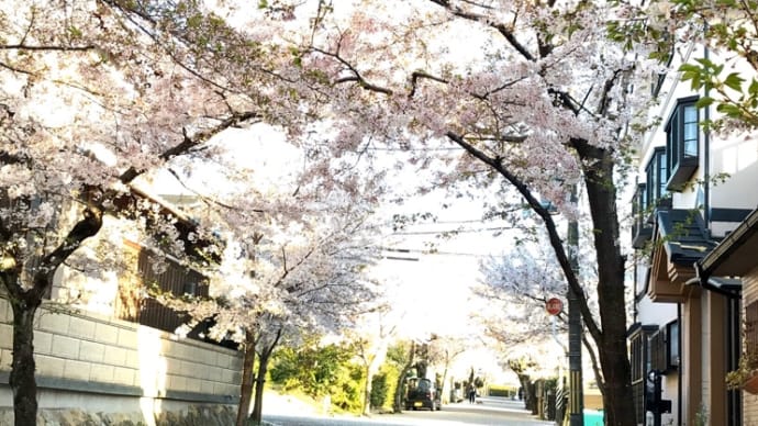 城南荘の桜 2020 花びら舞う