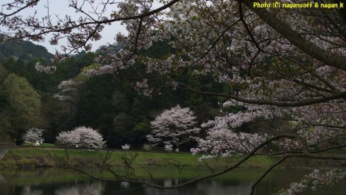 2024年、泉佐野市「意賀美神社」「新滝の池」の桜