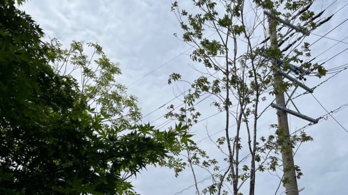 植木屋さんに庭木の剪定をしてもらいました