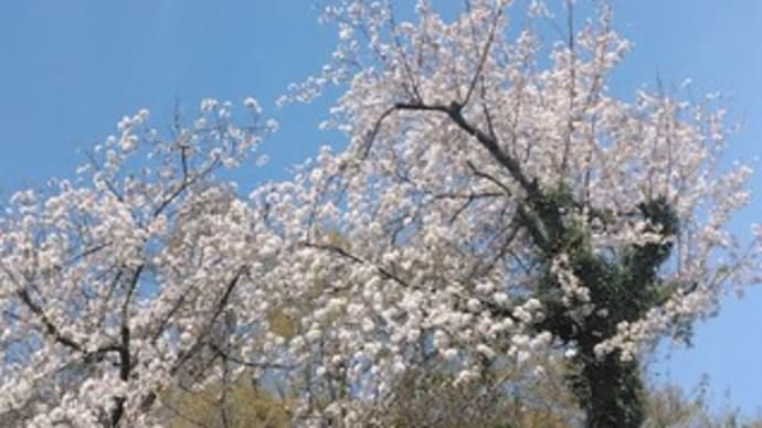 県立大学の桜2025