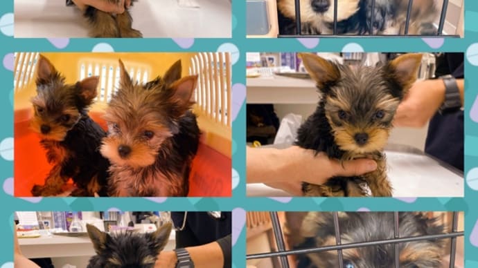 6Babyワクチン接種