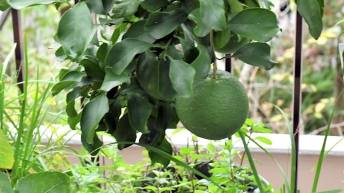 ベランダ菜園 季節外れのミニトマト