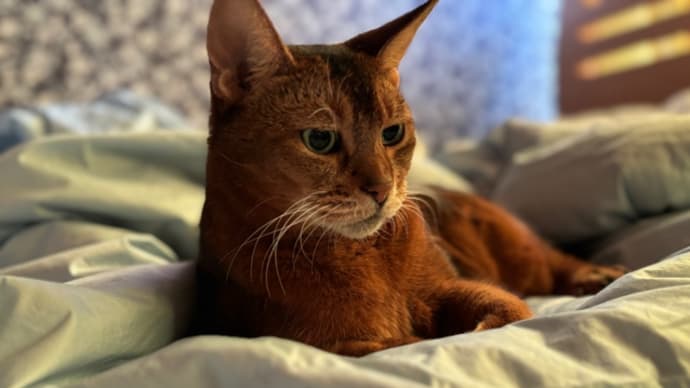 今日もせっせと愛猫への愛を語っています。