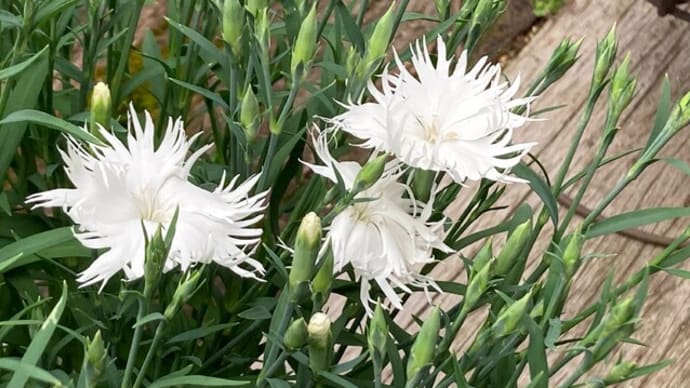 咲き始めた薔薇と白い花