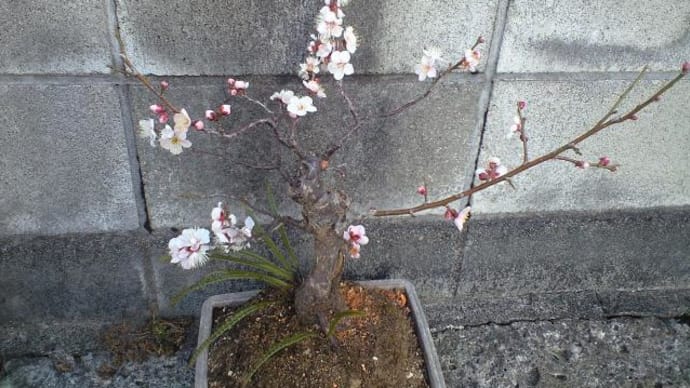 東京で梅が開花したというが