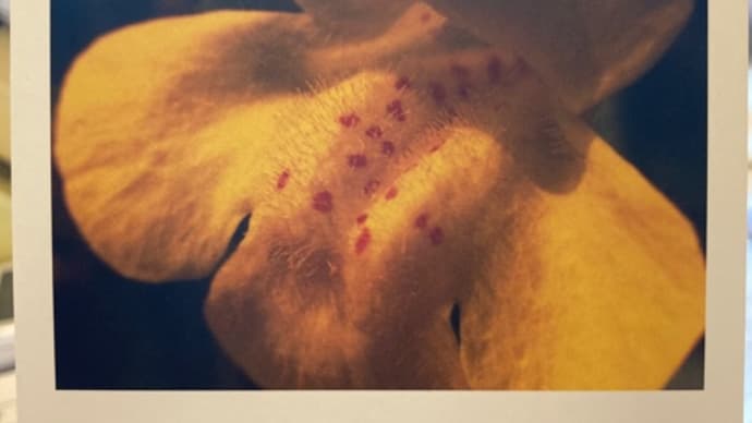 ミムラスの花 不安と恐怖
