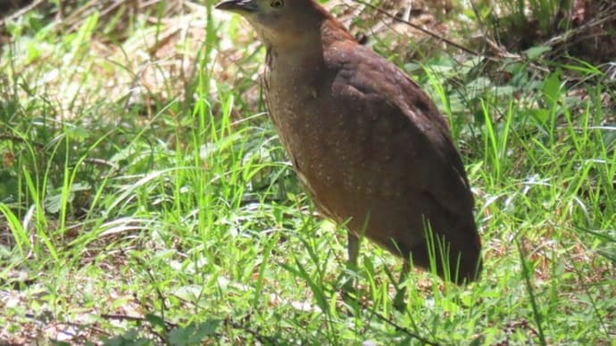 高ボッチ高原・鉢伏山で見た鳥 ミゾゴイ(溝五位)