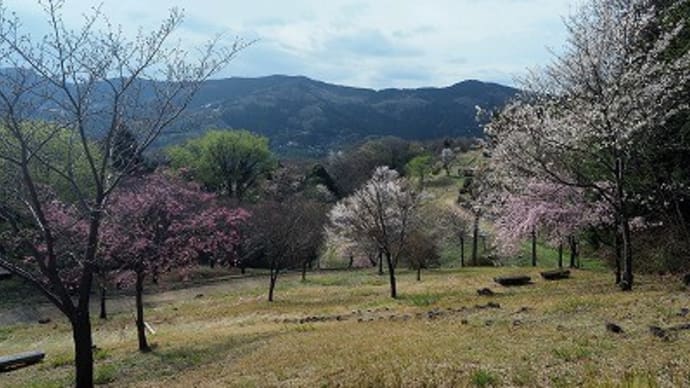 中間平緑地公園にてお花見も