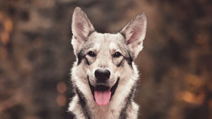 犬の写真を撮る方法—おやつを忘れないでください!