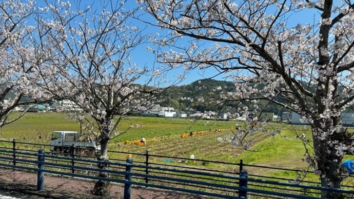 サラダ玉ねぎ収穫風景