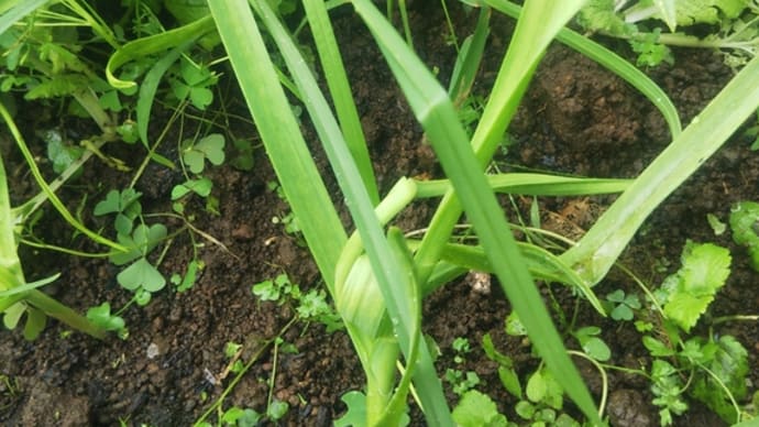 白菜に埋もれたニンニク