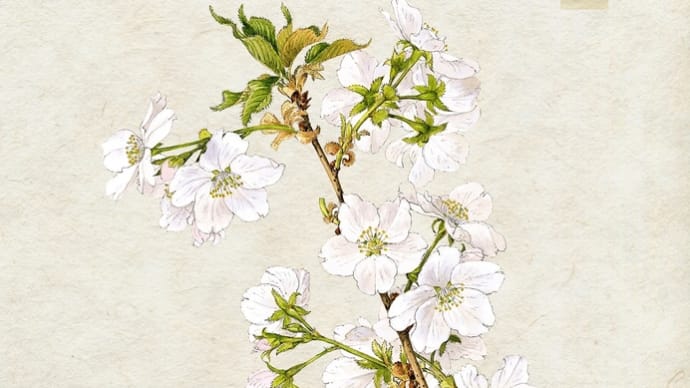日本に自生している桜のボタニカルアート‼️