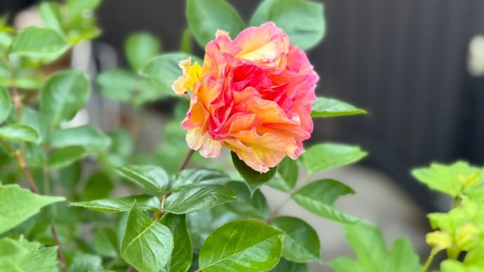 5月になりました