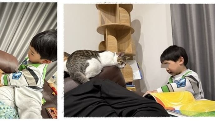 にゃんこ尽くし