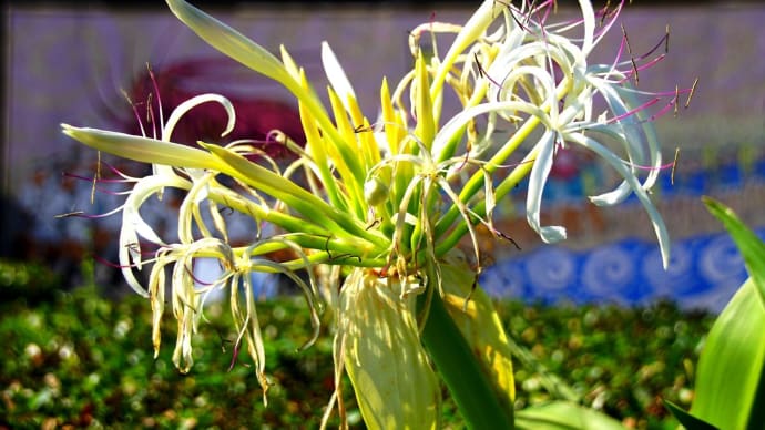 繊細な花　はまゆう