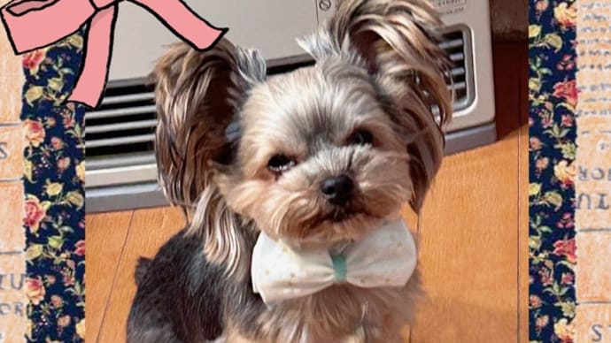 友達犬舎っ子ゆず君
