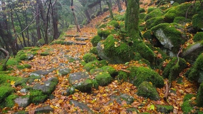 霧に抱かれる緑と落黄葉の石畳道