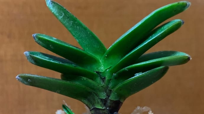 好好爺