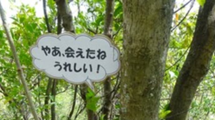 白いイワカガミの鬼飛山 2